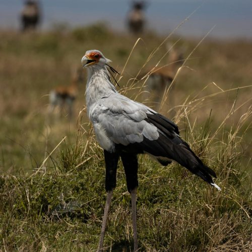Kenya 3